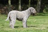 LAGOTTO 040